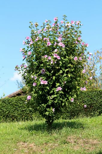 Picture of Rose-of-Sharon (Red Althea) 