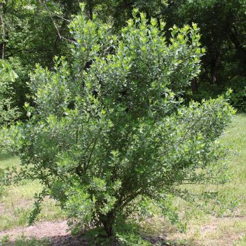 Buy Trees Online – Shop the Arbor Day Tree Nursery