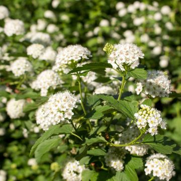 Buy Trees Online – Shop the Arbor Day Tree Nursery