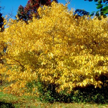 Buy Trees Online – Shop the Arbor Day Tree Nursery