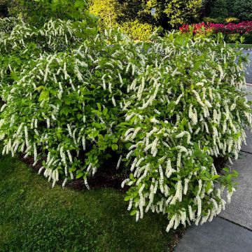 Buy Trees Online – Shop the Arbor Day Tree Nursery