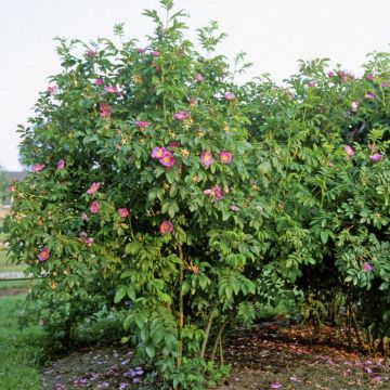 Buy Trees Online – Shop the Arbor Day Tree Nursery