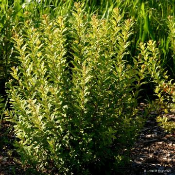 Buy Trees Online – Shop the Arbor Day Tree Nursery