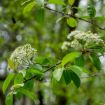 Picture of Blackhaw Viburnum Seedlings