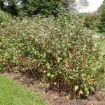 Picture of Redosier Dogwood Seedlings