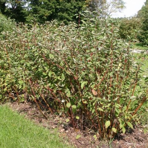 Picture of Redosier Dogwood Seedlings
