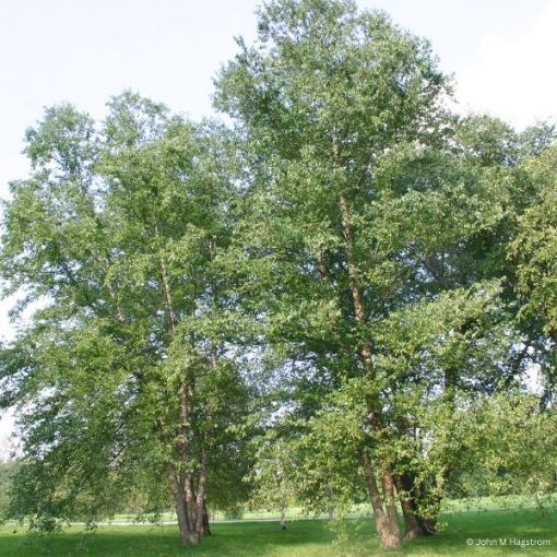 Picture of River Birch Seedlings