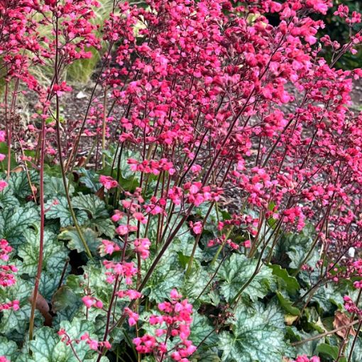Picture of Coral Bells