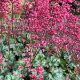 Picture of Coral Bells