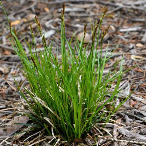 Picture of Pennsylvania Sedge