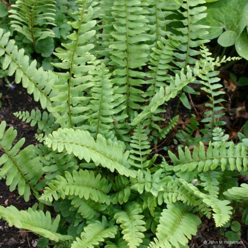 Picture of Christmas Fern
