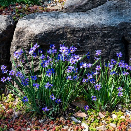 Picture of Blue Eyed Grass