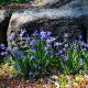 Picture of Blue Eyed Grass