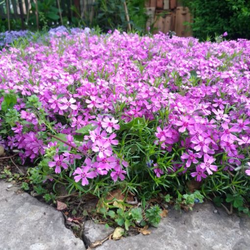 Picture of Emerald Pink Creeping Phlox