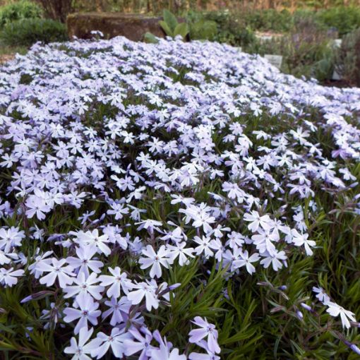 Picture of Emerald Blue Creeping Phlox