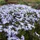 Picture of Emerald Blue Creeping Phlox