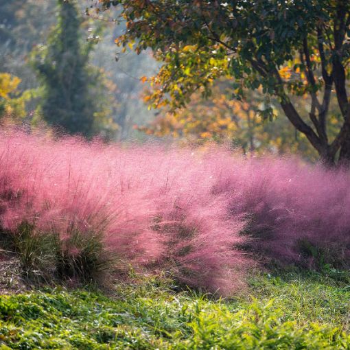 Picture of Pink Muhly Grass