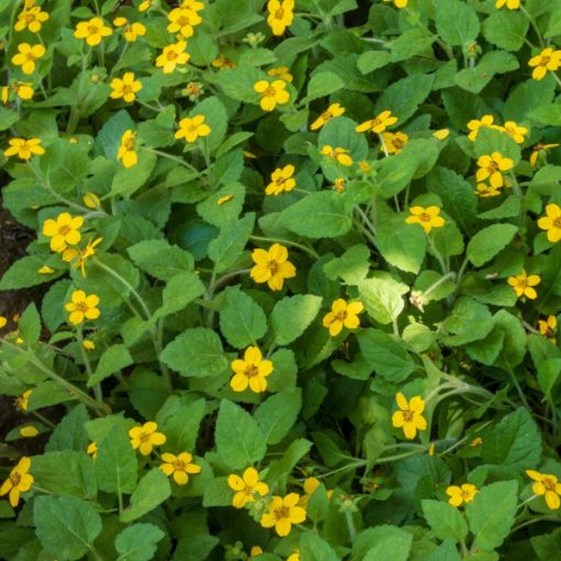 Picture of Green and Gold