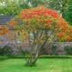 Picture of Staghorn Sumac