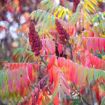 Picture of Staghorn Sumac