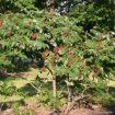 Picture of Smooth Sumac