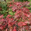 Picture of Smooth Sumac