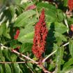 Picture of Smooth Sumac