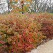 Picture of Fragrant Sumac