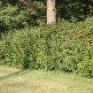Picture of Fragrant Sumac