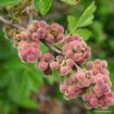 Picture of Fragrant Sumac