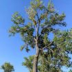 Picture of Eastern Cottonwood