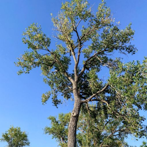 Picture of Eastern Cottonwood