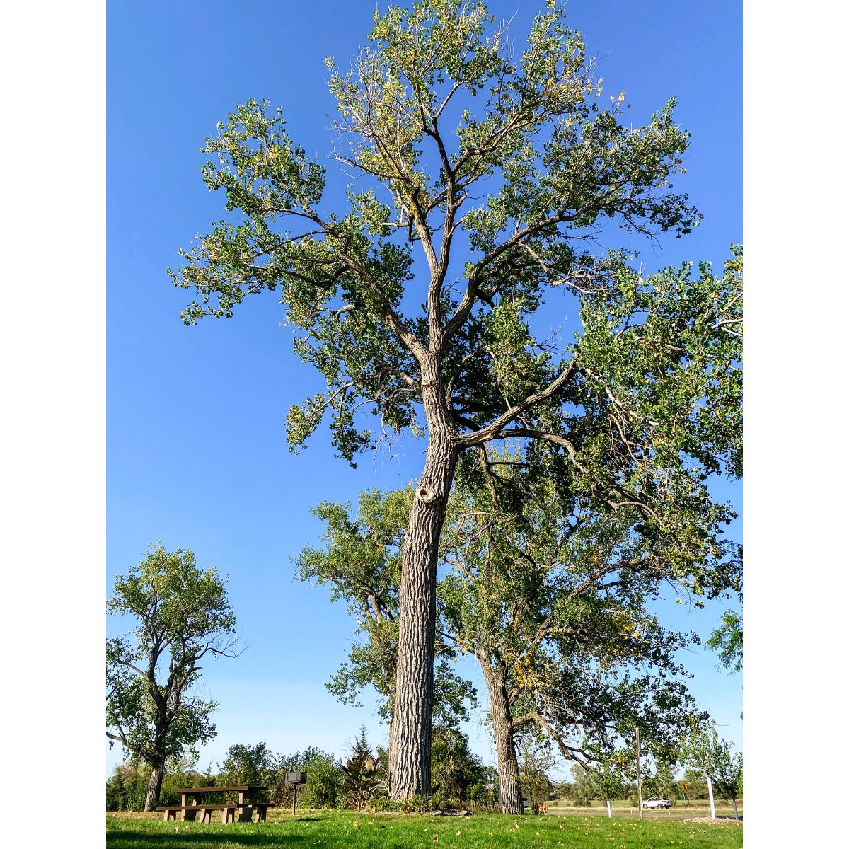Eastern Trees Eastern Cottonwood Trees for Sale at Arbor Day's Online Tree Nursery ...