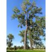 Picture of Eastern Cottonwood