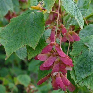 Buy Trees Online – Shop the Arbor Day Tree Nursery