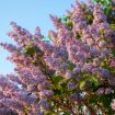 Picture of Fragrant Lilac
