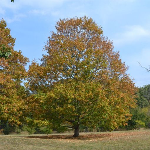Picture of Southern Red Oak