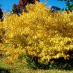 Picture of Spicebush Seedlings
