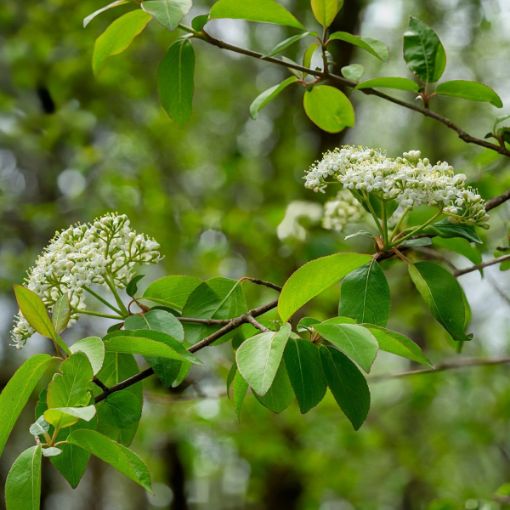Picture of Blackhaw Viburnum