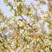 Picture of Sargent Crabapple Seedlings