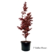 Picture of Twombly's Red Sentinel Japanese Maple