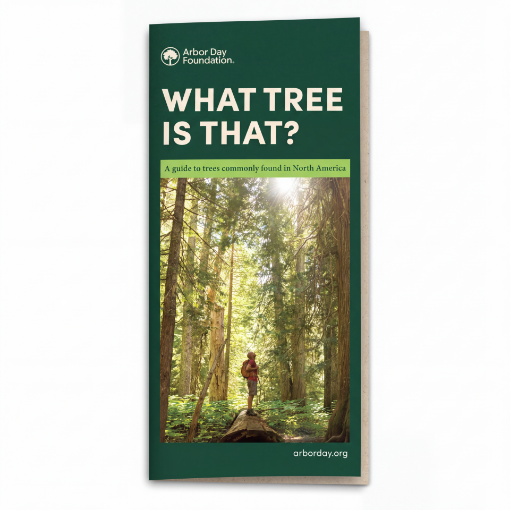 Picture of What Tree Is That