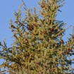 Picture of Black Spruce Seedlings