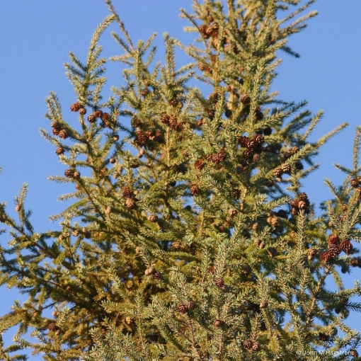 Picture of Black Spruce Seedlings