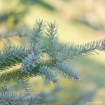 Picture of Black Spruce Seedlings