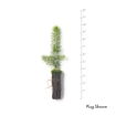 Picture of Black Spruce Seedlings